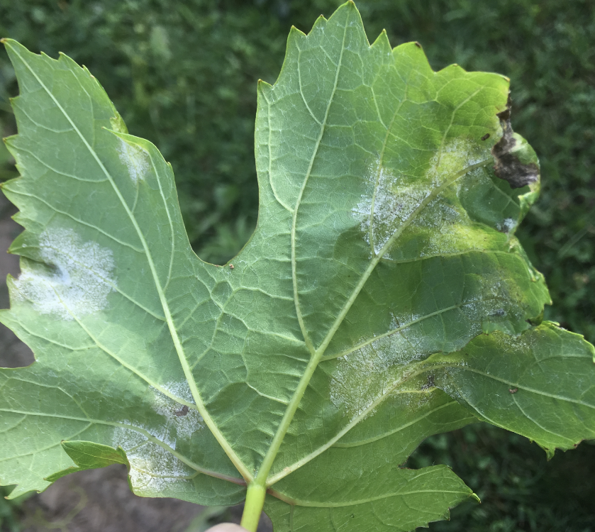 Downy leaf mildew